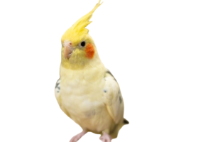 Brinquedo calopsita, papagaio, periquito, agapornis, rosela